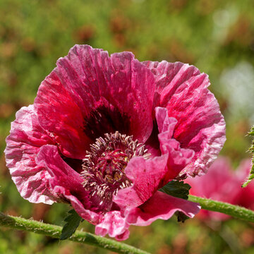 Fleur de pavot