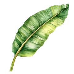 Plantain Leaf High Quality, watercolor clipart showing delicate textures and whimsical forms, isolated on a white background. © velora