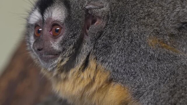 Close up of  two Pygmy Slow Loris monkeys sitting on tree branch and looking around 