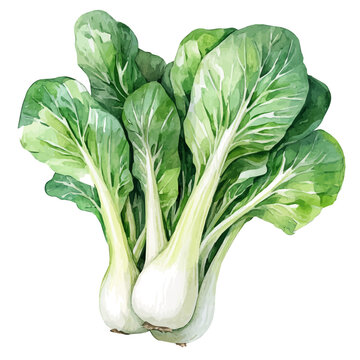 Pak Choi High Quality, watercolor clipart showing delicate textures and whimsical forms, isolated on a white background.
