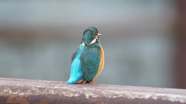 Common Kingfisher Perched on Wooden Railing Looking for Prey in Natural Habitat