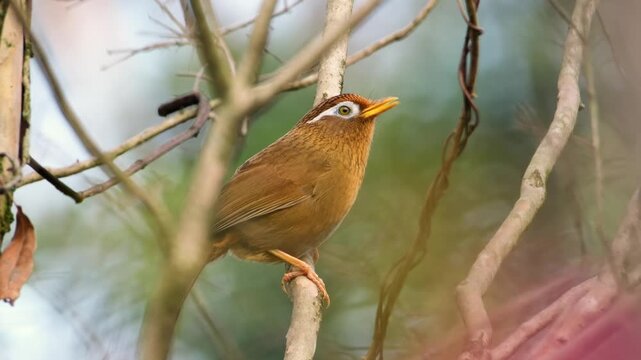 Chinese Hwamei Bird Perched on Tree Branch in Natural Forest Habitat Close Up