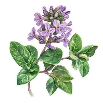 watercolor of Marjoram draw graphic, isolated on a white background.