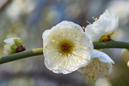 白い梅の花　緑萼