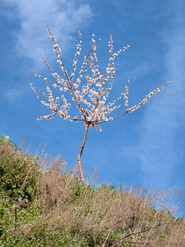 Delicate Spring Blossoms Apricot Tree Against Blue Sky