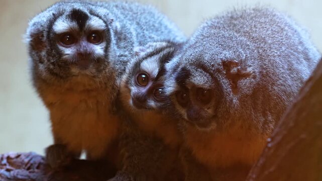 Close up of  three Pygmy Slow Loris monkeys sitting as a family together on tree branch and looking around 