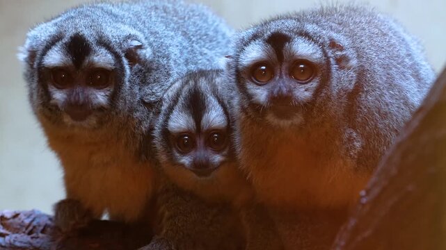 Close up of  three Pygmy Slow Loris monkeys sitting as a family together on tree branch and looking around 