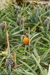 Obraz premium Pineapples in a greenhouse on Sao Miguel Island, Azores, Portugal,