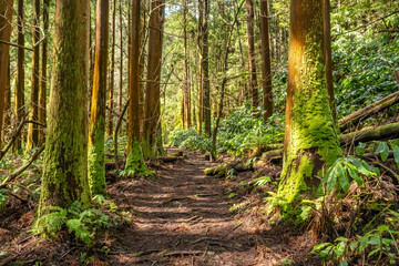 Fototapeta premium Sun-Drenched Path Through Japanese Cedar Forest