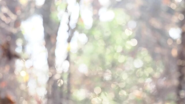 森に差し込む明るい日差しの風景。木漏れ日。ゆらゆらする玉ボケ。穏やかな自然風景。