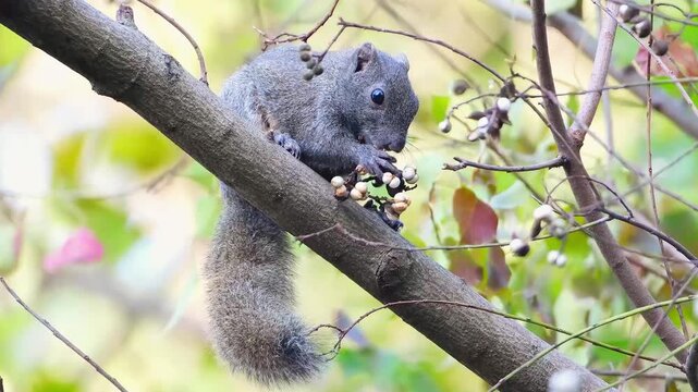 Pallas Squirrel Eating Seeds on Tree Branch in Natural Wild Habitat