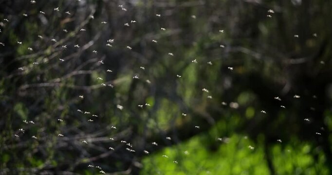 Mosquitoes against a dark background, the Camargue, Southern France