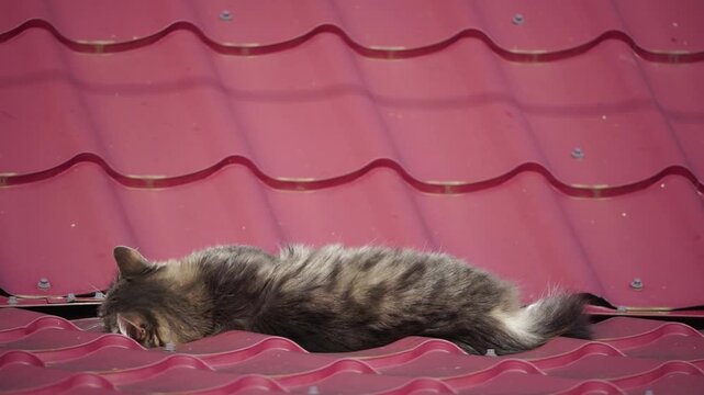 Cat roof sunbathing fluffy tabby cat relaxing and sunbathing on a red metal roof under bright sunlight in summer