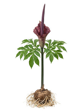 Amorphophallus konjac plant with corm and flower on transparent background