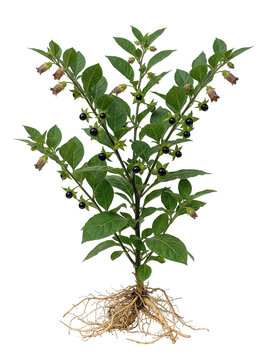 Deadly Nightshade Atropa belladonna plant with berries and roots