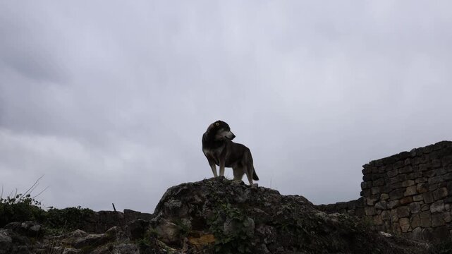 Stray dog standing on stone ruins under cloudy sky alert posture looking around urban wildlife survival concept lonely guard abandoned place freedom instinct outdoor scene