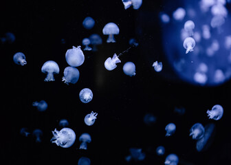 Deep blue jellyfish swarm in dark water. Translucent blue jellyfish drifting in a dark aquatic environment - small, glowing medusae scattered like stars across a deep indigo background. © andrbk