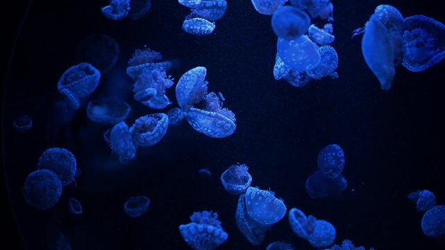 Swarm of spotted jellyfish drifting in deep blue water. A large group of Mastigias papua jellyfish swimming in dark water. Monochromatic blue abstract background with translucent marine creatures.