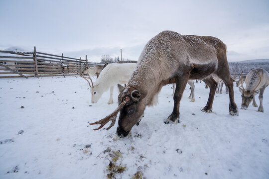 white deer in snowy lapland 