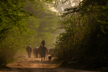 Naklejka premium Rural man following cow herd slowly along dusty path during warm evening light