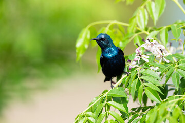 Fototapeta premium Purple sunbird perched gracefully upon flowering branch during fresh golden morning light