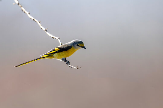 Vibrant long tailed minivet resting calmly on natural twig under soft outdoor daylight