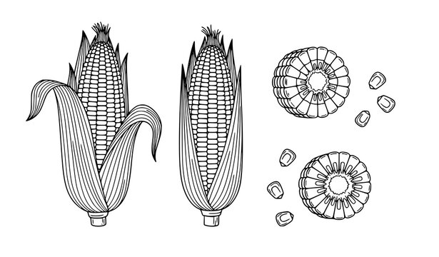 Corn Cob Vector Set with Hand Drawn Maize Illustrations, Detailed Corn Kernels and Slices Collection for Agriculture Design, Farm Food Graphics, and Organic Produce
