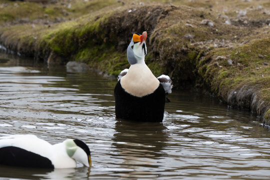 Eider &agrave; t&ecirc;te grise, Eider &agrave; duvet,