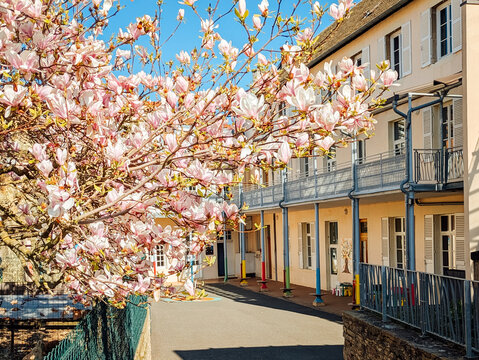 Magnolia en fleurs au printemps dans une cour d'&eacute;cole.
B&acirc;timent ancien et arbre en fleurs.