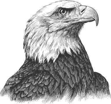 Eagle head illustration vintage engraved vector featuring a detailed bald eagle portrait in bold mascot style. Perfect for logos, branding, sports teams, patriotic designs, and strong identity graphic