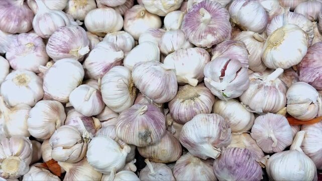 Pile of garlic bulbs in bulk, white and purple heads close-up