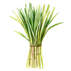 Obraz premium Lemongrass High Quality, watercolor artwork with intricate patterns and vibrant, isolated on a white background.