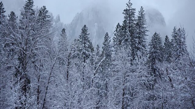 Snow draped fir trees below granite, Yosemite National Park in heavy frost and ethereal mist veiling cliff face, conservation monitor perspective, textured bark and delicate needles