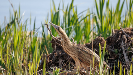 Eurasian Bittern (Botaurus stellaris) in a Reed Bed © Richard Hadfield
