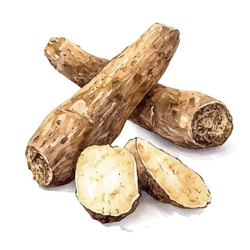 Kava Root High Quality, watercolor artwork with intricate patterns and vibrant, isolated on a white background.
