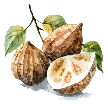 Kava Root High Quality, watercolor painting with colorful accents, isolated on a white background.