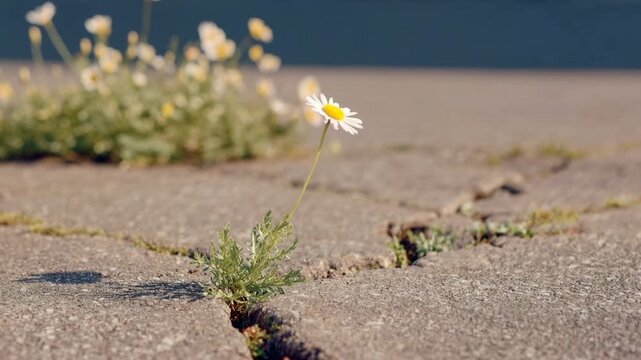 Small white daisy breaking through cracks in dry pavement representing resilience hope growth and fragile beauty thriving despite adversity and harsh conditions