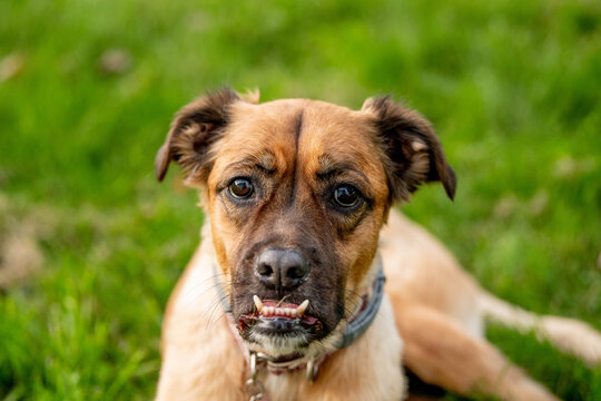 A dog with a prominent underbite locks eyes with the camera in an intense, unblinking stare, a portrait full of personality, humor, and canine determination.
