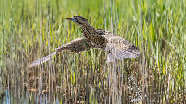 Eurasian Bittern (Botaurus stellaris) flying