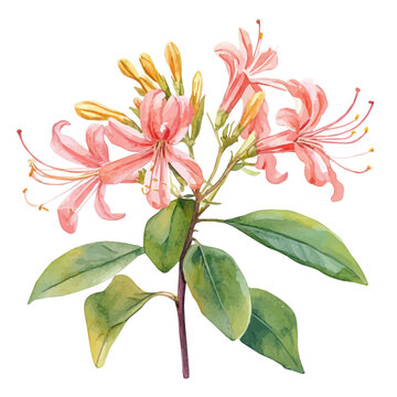 Honeysuckle, watercolor vector depicting playful antics, isolated on a white background.