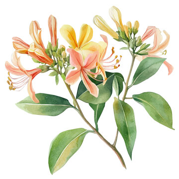 Honeysuckle, watercolor clipart showing delicate textures and whimsical forms, isolated on a white background.