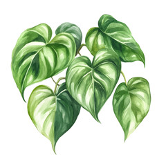 Heartleaf Philodendron High Quality, watercolor vector depicting playful antics, isolated on a white background. © velora