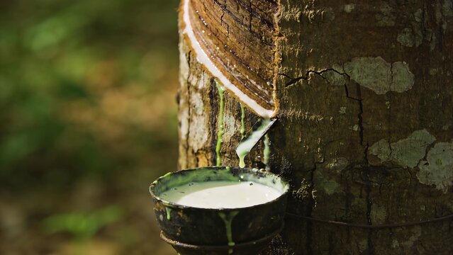 Rubber trees with signs of tapping and latex collection points.