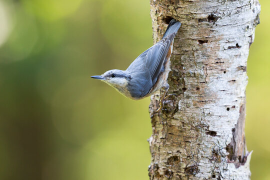Eurasian nuthatch or wood nuthatch (Sitta europaea) in the Netherlands
