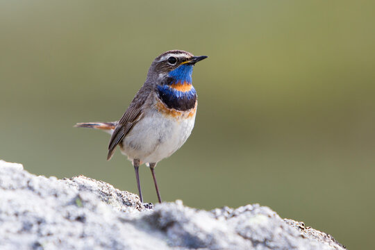 Male Red-spotted bluethroat in Jotunheimen National Park in Norway