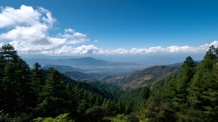 Fototapeta premium Expansive panoramic view of lush green pine forests leading to a distant valley and mountain range under a bright blue sky with white clouds