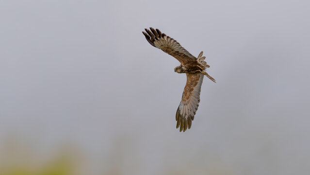Male Marsh Harrier (Circus aeruginosus) 
