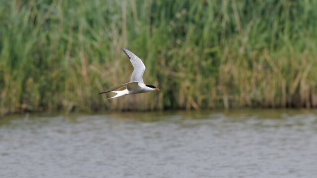 Common Tern (Sterna hirundo) in Flight