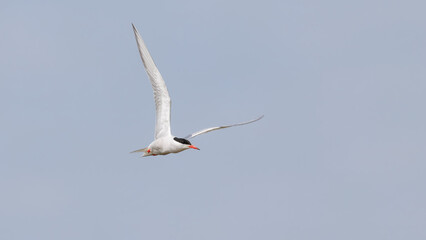 Obraz premium Common Tern (Sterna hirundo) in Flight