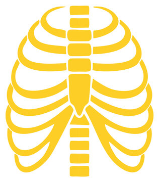 Gold ribs anatomy chest, human body skeleton, breast bone health, body structure illustration